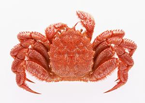 福岡での手ぶらバーベキューは簡単です