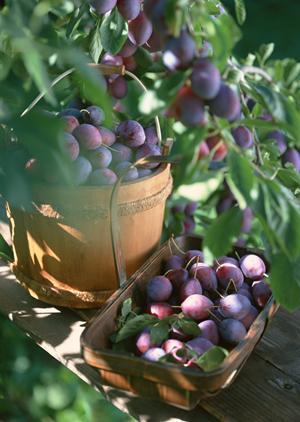 【2025年最新版】鳥取駅周辺で絶対に外さない焼肉店ガイド｜口コミ・メニュー・アクセス情報も徹底解説