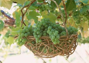 みなとみらいのシェイクシャック – 自然の中で楽しむ美味しいハンバーガー