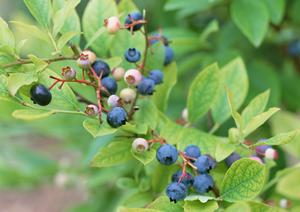 「生ハムの通販ガイド：高品質な選び方と家族で楽しむレシピ」