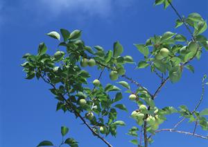 お手頃なランチメニューも魅力的な店