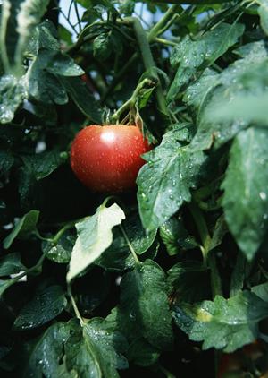 極上の味わいを追求！最高級肉の魅力を徹底解説